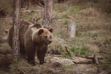 Beren in Noorwegen