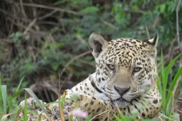 Dieren in Mexico