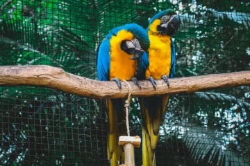 Dieren van Brazilië