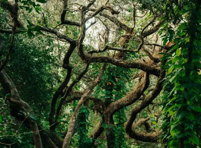 Jungle Mexico