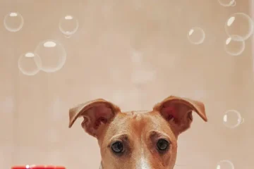 Hond wassen met Zwitsal